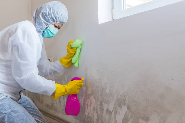 Best Mold Odor Removal Services in South Eliot, ME